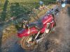 REX_Chopper_125_lila-rot_love_kills_-_wie_REX_Cruiser_Kreidler_Mustang_Kymco_ZING_SMC_SYM_Husky_125_49.jpg