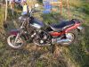 Yamaha_FZX_700_FAZER_1UG_Canada-Modell_Dragster_Muscle-Bike_-_wie_FZ_FZX_750_-_kleine_V-Max_1200_32.jpg