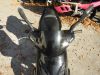 Aprilia_Roller_SR50LC_schwarz_50kmh_24tkm_seit_2000_abgemeldet_Ersatzteile_14.jpg